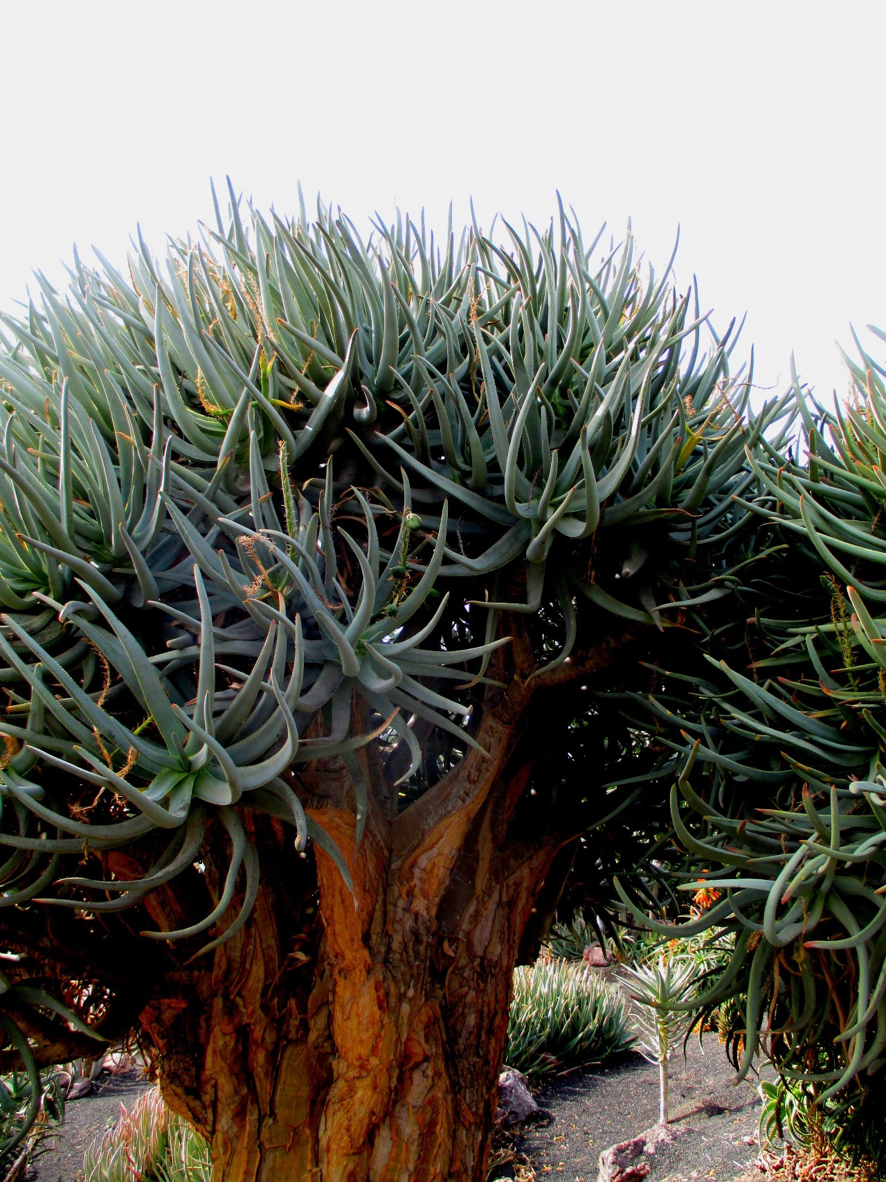 哪一种芦荟长得最矮又好养,最好养的芦荟排名