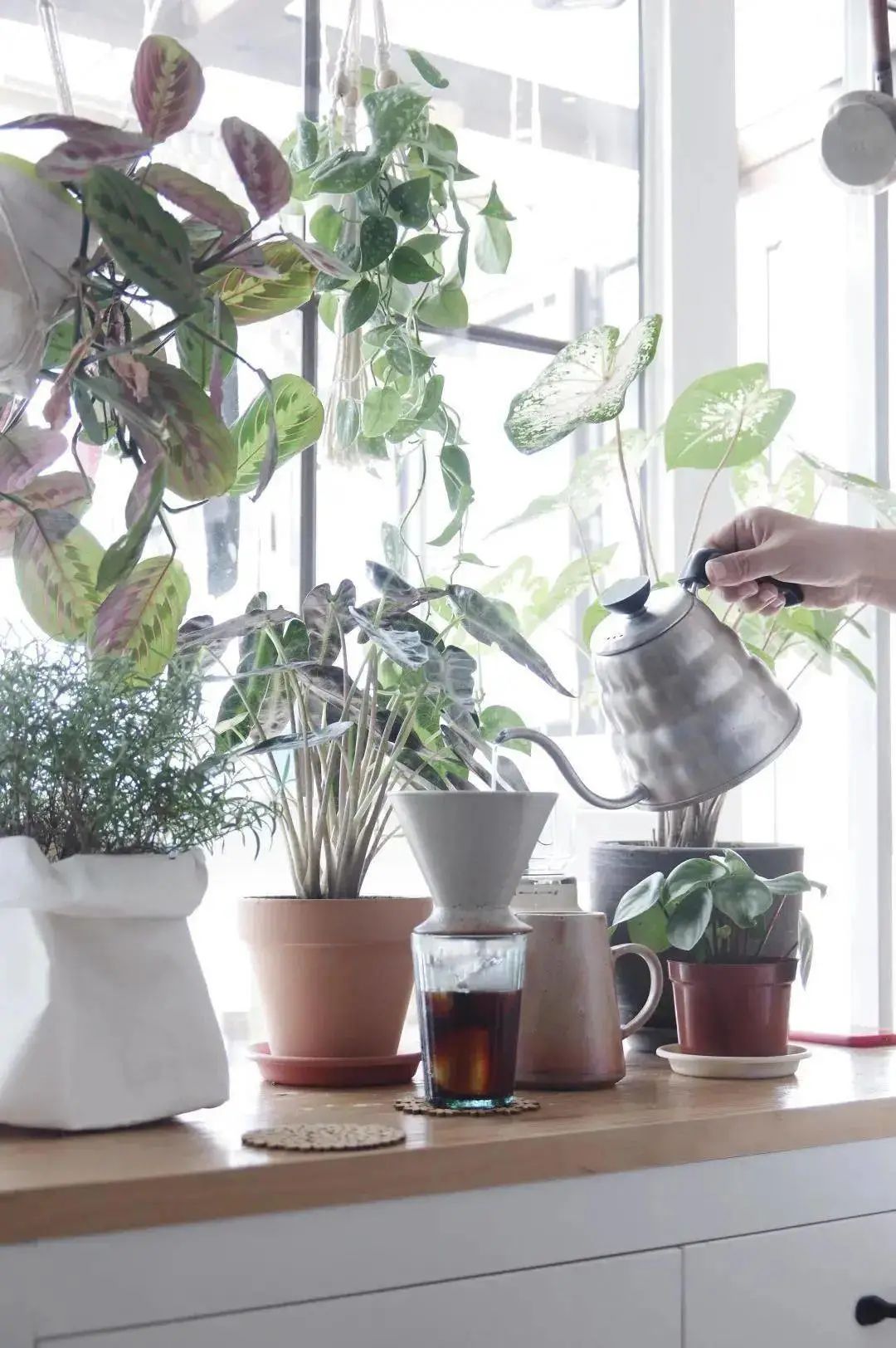 装饰高级感家里绿植推荐,室内装饰花卉及盆景植物