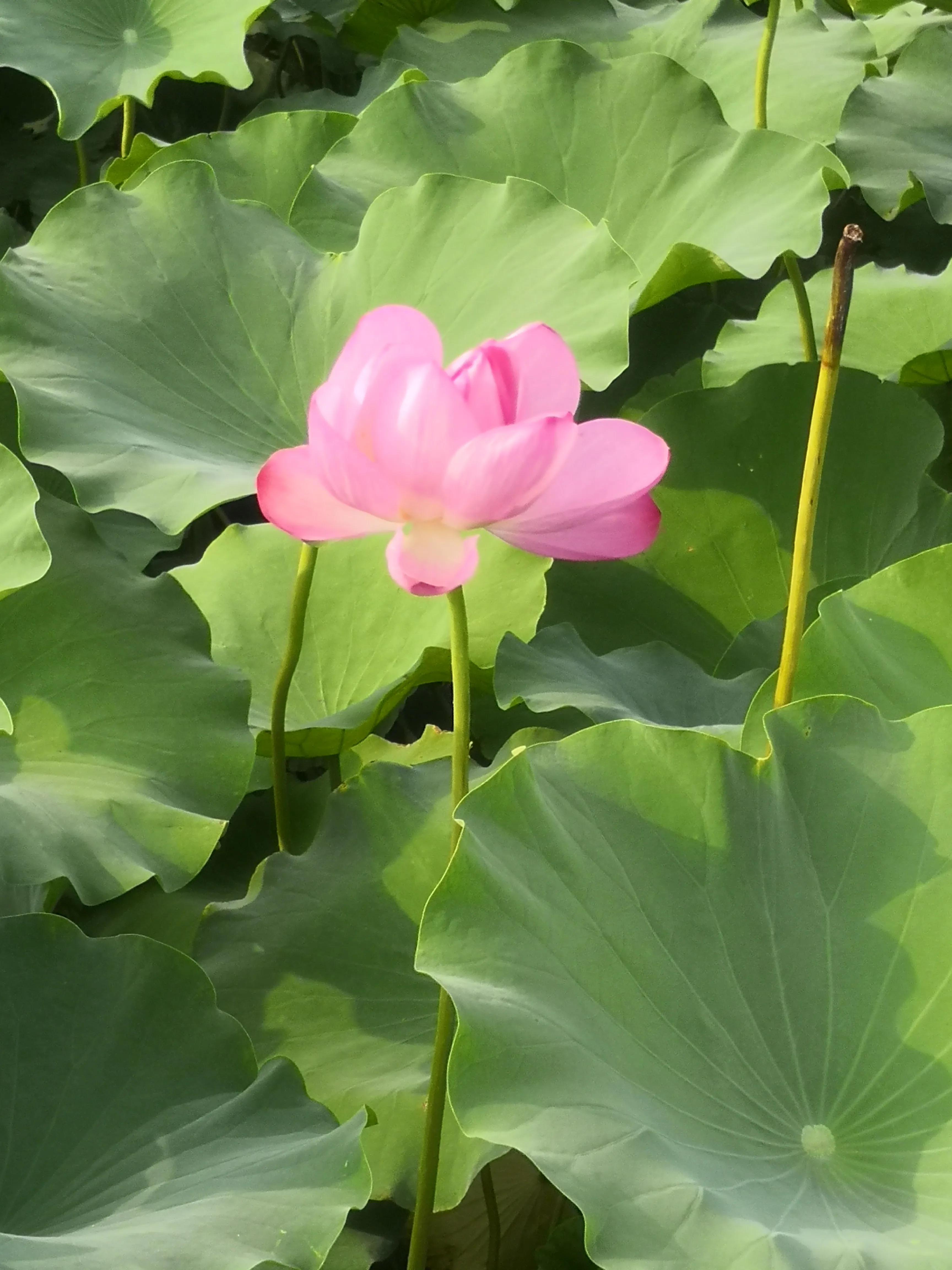 奥瑞金到底好不好,奥瑞金最近怎么样了