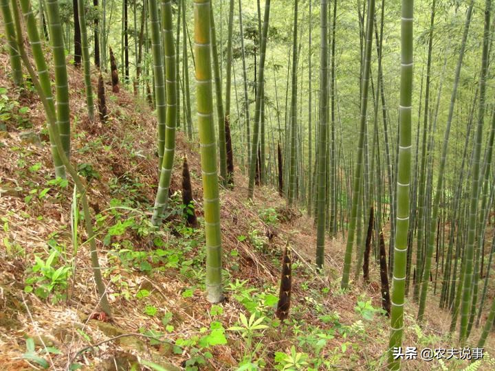 农村的竹子只能当柴烧?教你5个方法,让其变废为宝不愁卖不掉!