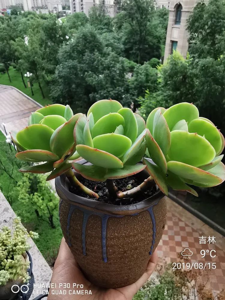 养多肉的人生感悟,人生如同养花