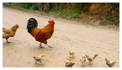 黄鼠狼为什么不敢打死呢,黄鼠狼是怎么打过来的