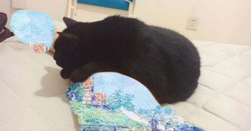 刚到家的猫咪挠门,刚到家的小猫挠我用打疫苗吗