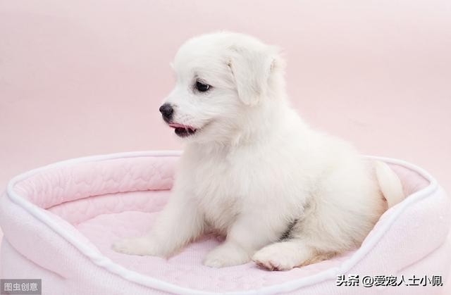 满月幼犬不吃食,刚满月幼犬不吃不喝怎么办