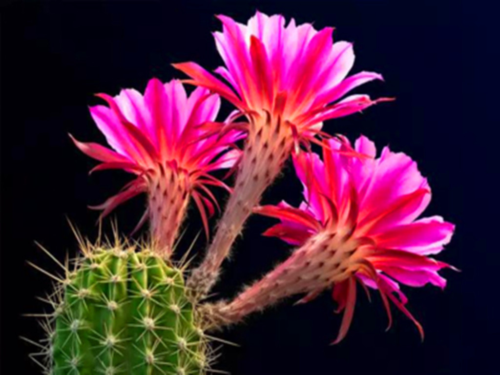 仙人球烂根怎么补救最快,仙人球烂根最简单的方法