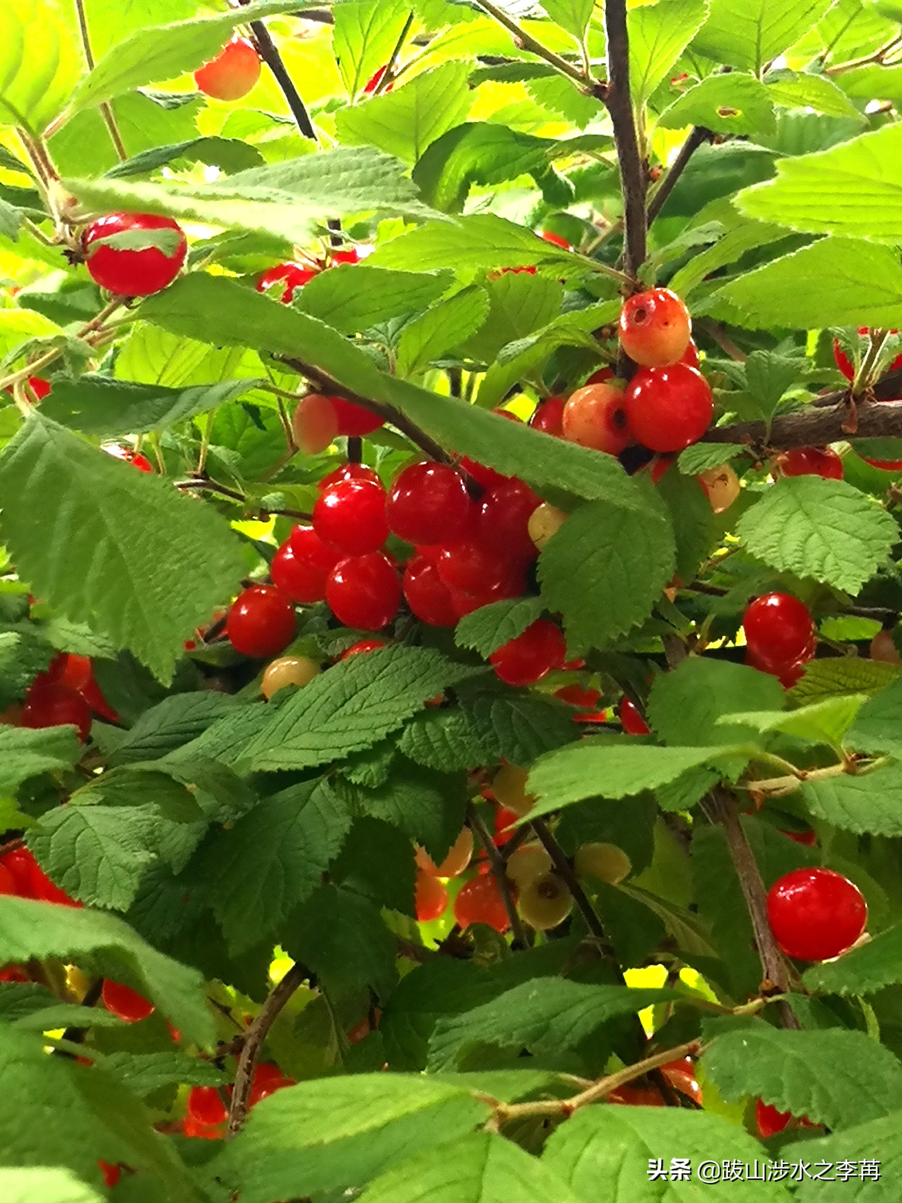 山西陵川一条沟,山西晋城白毛女