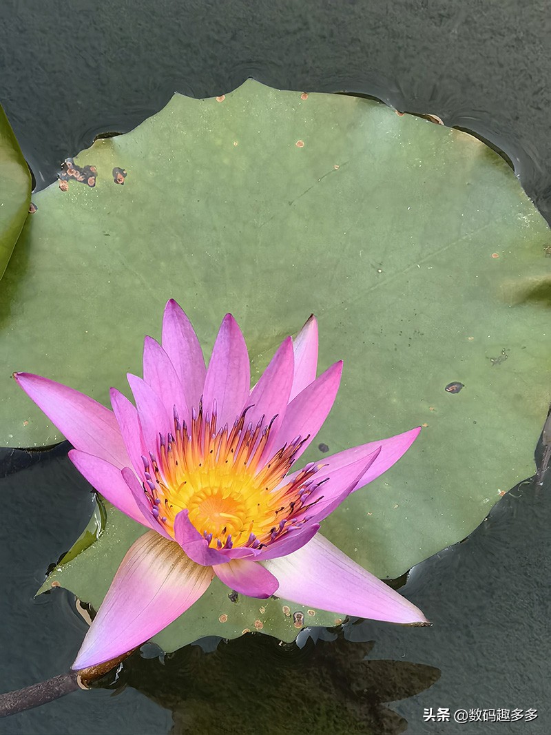 新手如何快速上手华为p50pro,深度评测华为p50与华为p50pro视频