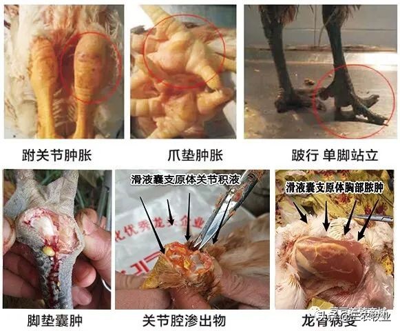 小鸡得滑液囊支原体用什么药,鸡得了滑液囊支原体怎么治疗