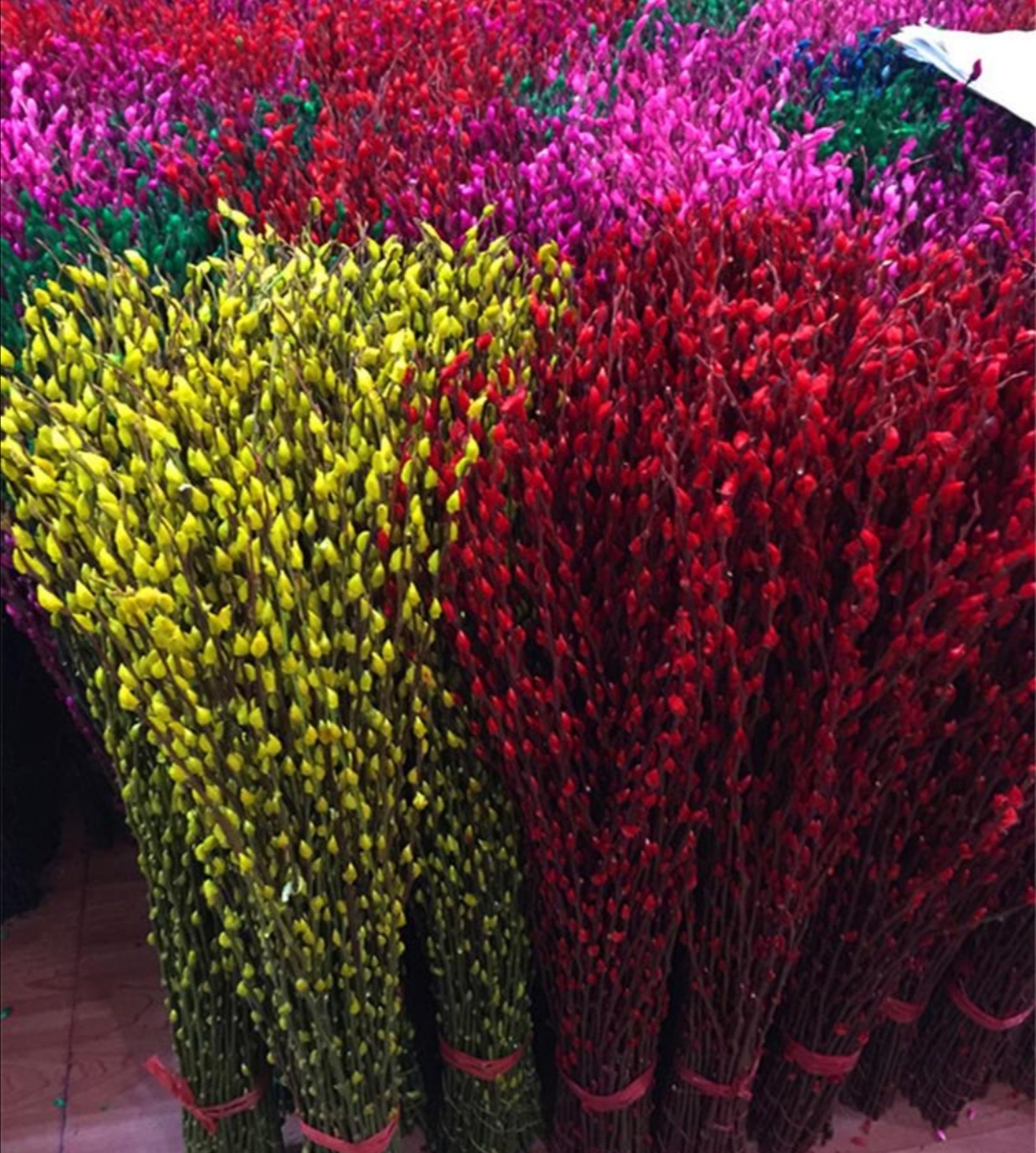 招财银柳冬天能养活吗,银柳可以放在户外盆栽不会死吧