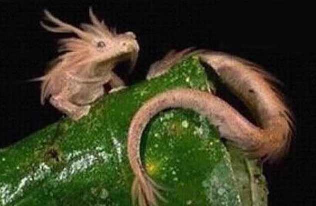 关于龙的民间故事,中国龙民间故事