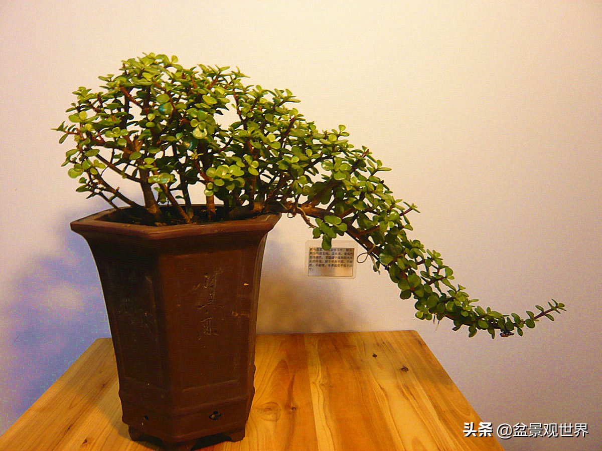 适合做附石盆景都有哪些植物,农村山上有什么植物可以做盆景