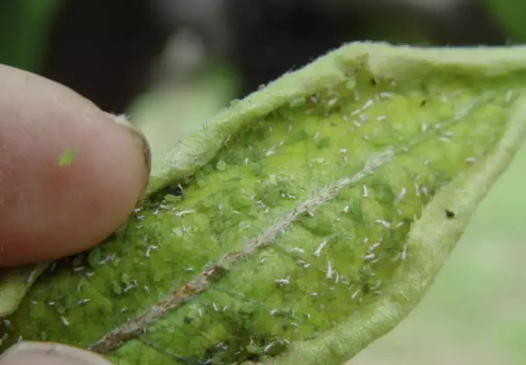 桃树梨树虫害防治什么时候为宜,梨树8大重要虫害防治方法