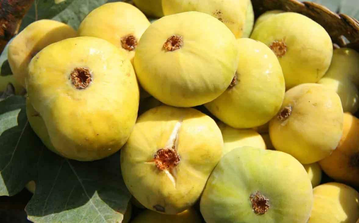 院子里栽无花果树有什么讲究吗,无花果树为何不能栽家院子里迷信