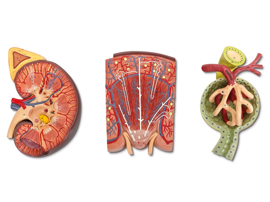 尿液怎么产生的,尿液是怎么产生的