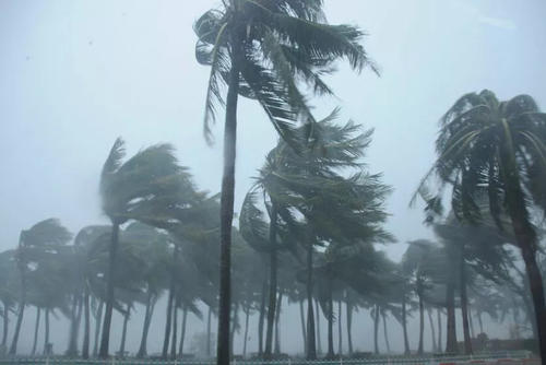 鸟类怎么样躲避极干旱的天气,野生动物如何躲避暴风雨