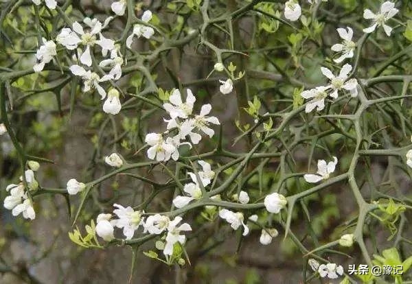 植物大战僵尸守护神器,植物大战僵尸里防盗贼的植物