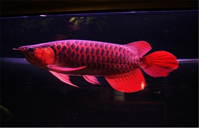 龙鱼品种鉴赏之红龙鱼,新手选什么品种龙鱼最好