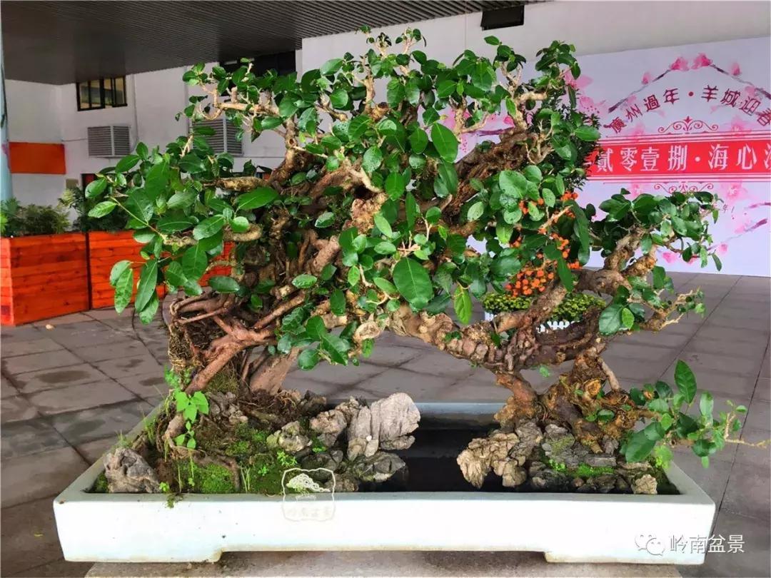 造型极美的盆景一起来欣赏,一组风吹出来的盆景欣赏动感十足