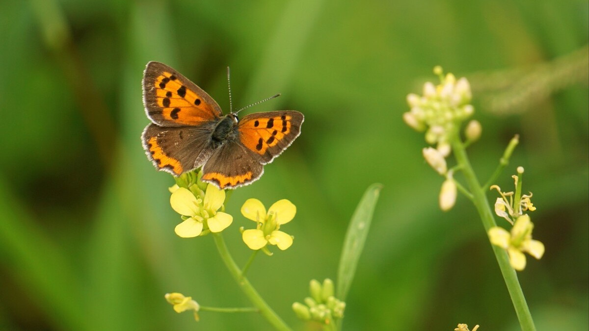 关于蝴蝶三首古诗,三首描写蝴蝶的古诗