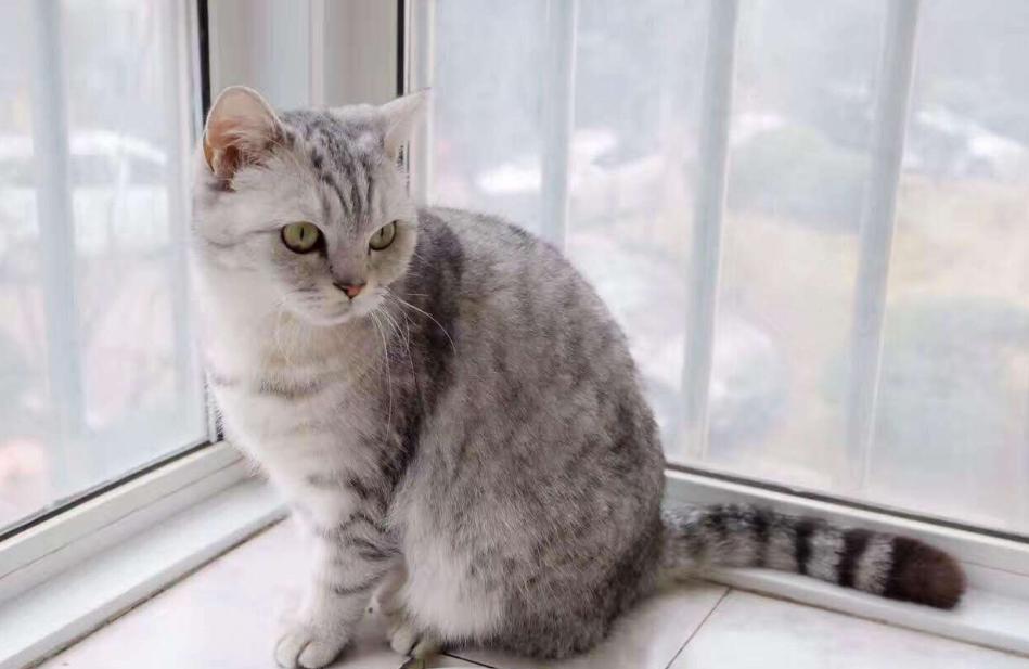 猫咪发情期怎么办？铲屎官们可以这样解决，快来看看吧