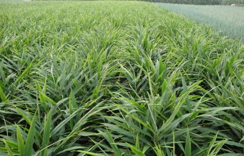 种植生姜什么时候开始预防病虫害,生姜的种植及病虫害防治