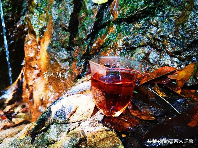 会苦涩的茶一定不好吗,是不是苦涩度低的茶就是好茶