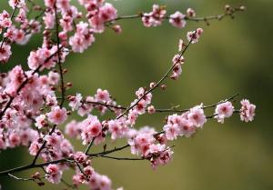 描写春天的诗句和出处,找10句描写春天的诗句