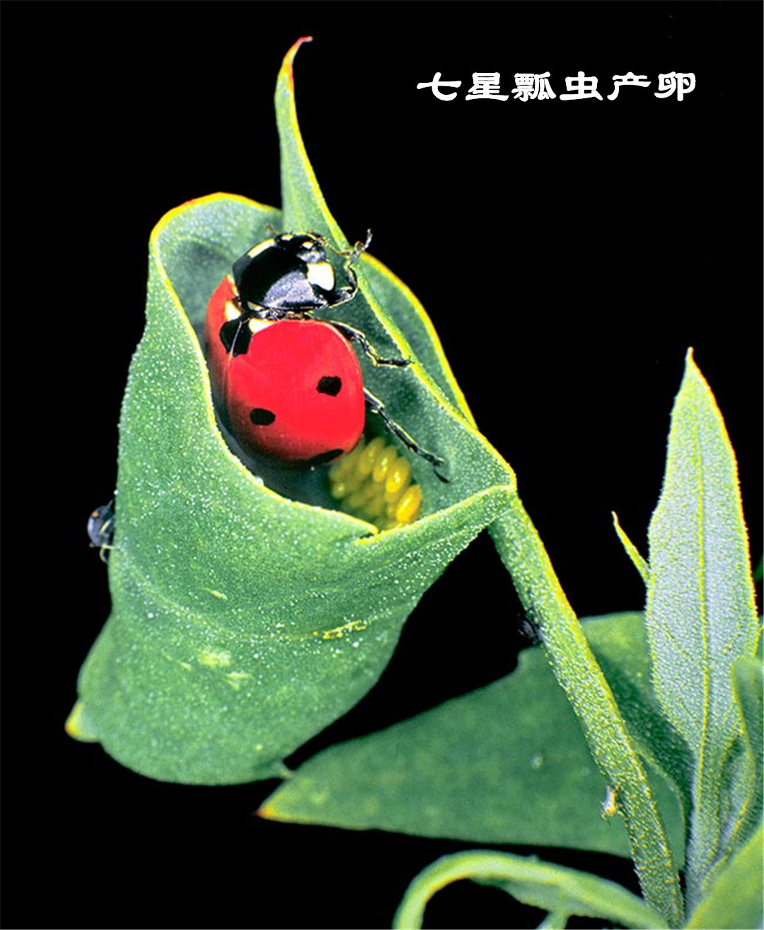 七星瓢虫成虫吃蚜虫,瓢虫幼虫吃蚜虫的过程