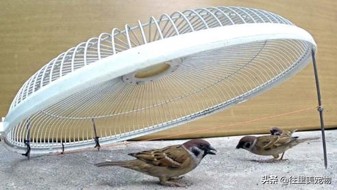 常见笼养鸟的雌雄鉴别,小宠物鸟怎样辨别雌雄