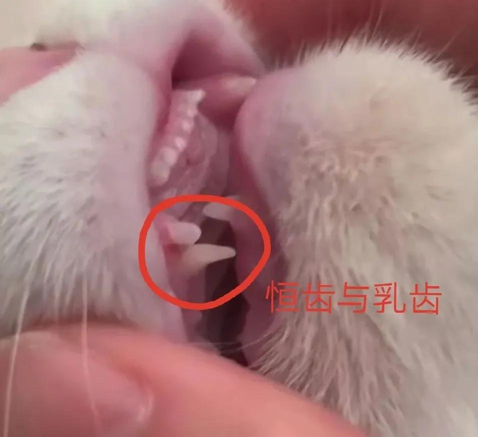 猫咪长蛀牙怎么办,猫咪蛀牙治疗费用
