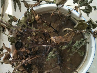 薄荷叶子枯萎了怎么修剪,薄荷叶子发黑枯萎像烧焦