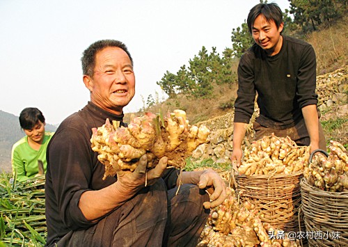 如何种植可以提高生姜的产量,生姜怎么种植有更高的产量