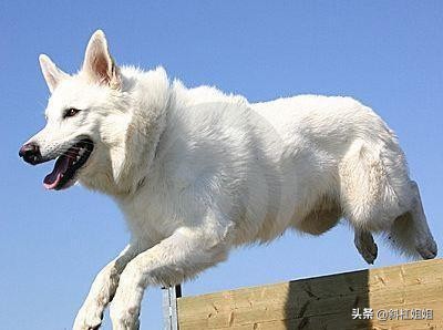 白色德牧和萨摩耶杂交犬,萨摩耶犬德牧