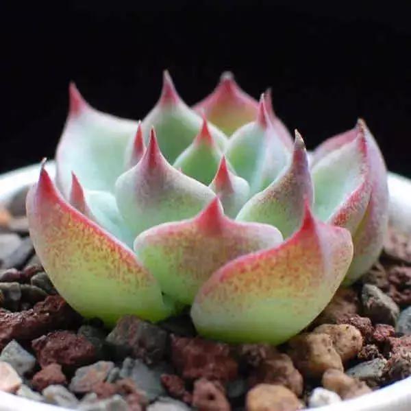 容易爆盆又好养的多肉你值得拥有,容易养好养活而且便宜的多肉