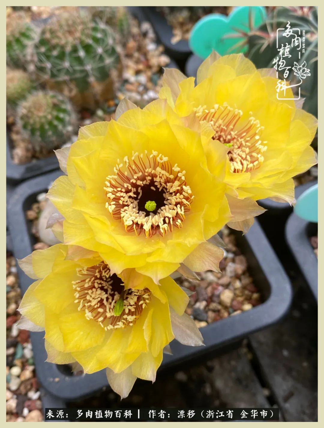 仙人球开花的惊艳瞬间,仙人球开花惊艳了6月