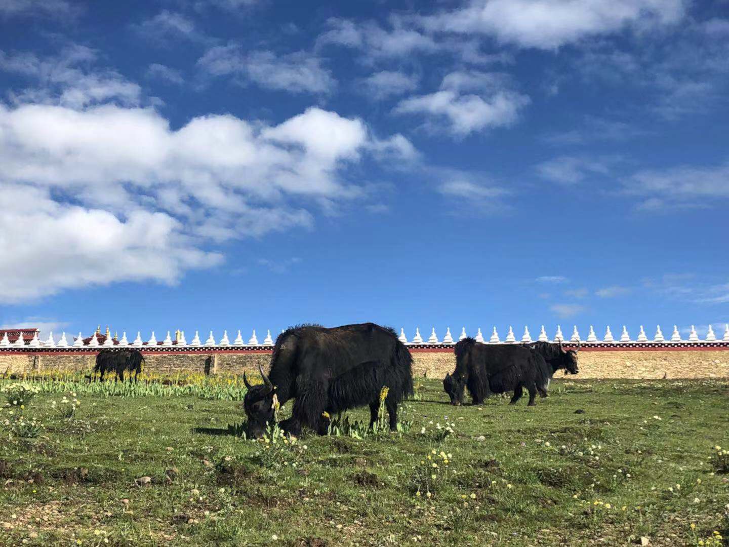 做高原好牛奶蓝逸“牦牛壮壮”唱响“新康定情歌”