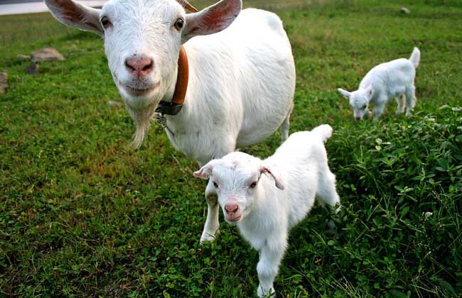 救活小羊的方法有哪些,假死猪急救法
