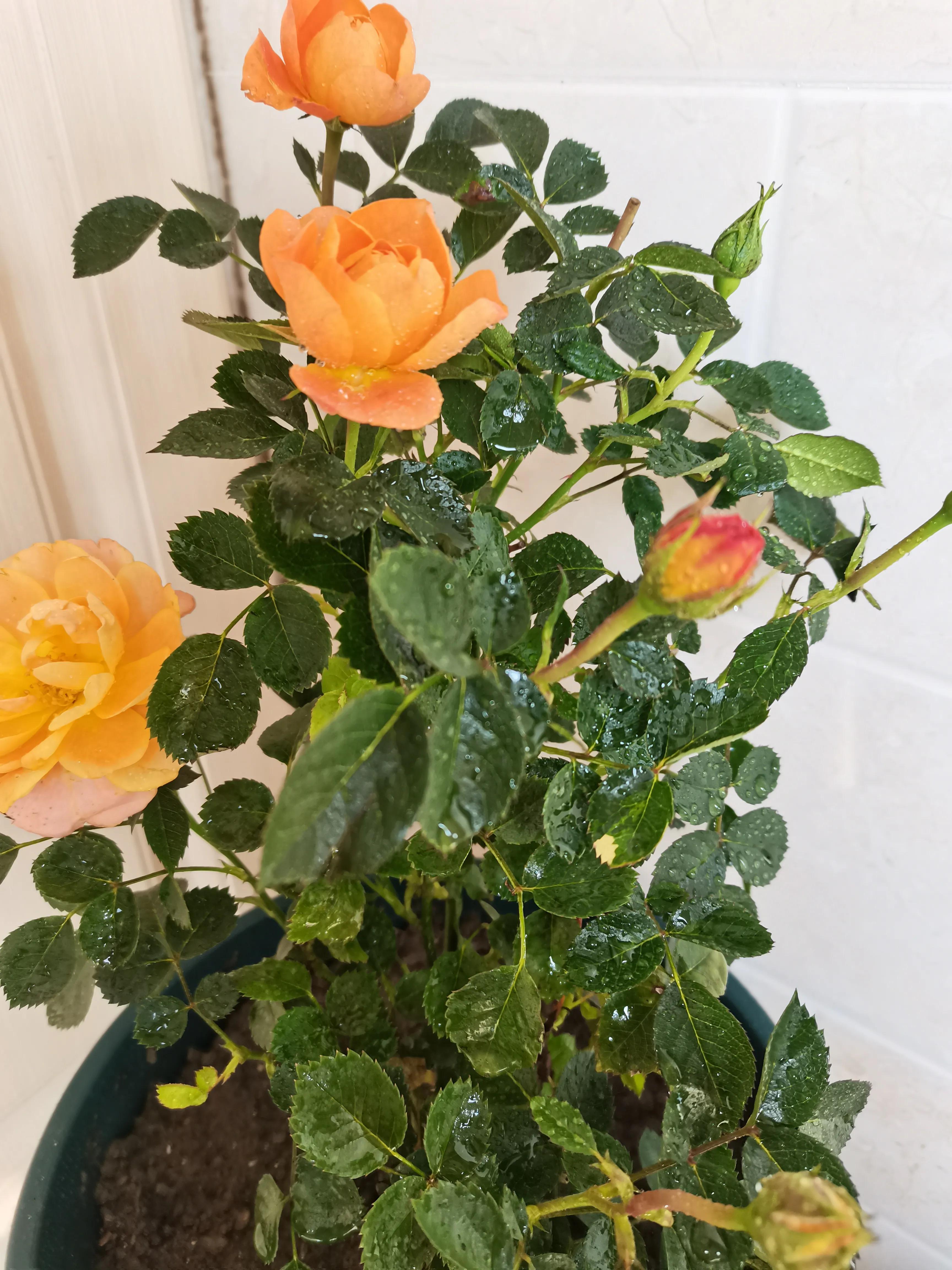 不要放弃农村的宅基地,不要放弃自己的农村宅基地