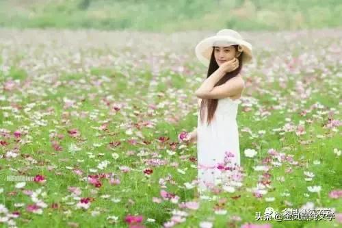 金凤凰古诗3首,金凤凰古诗作品