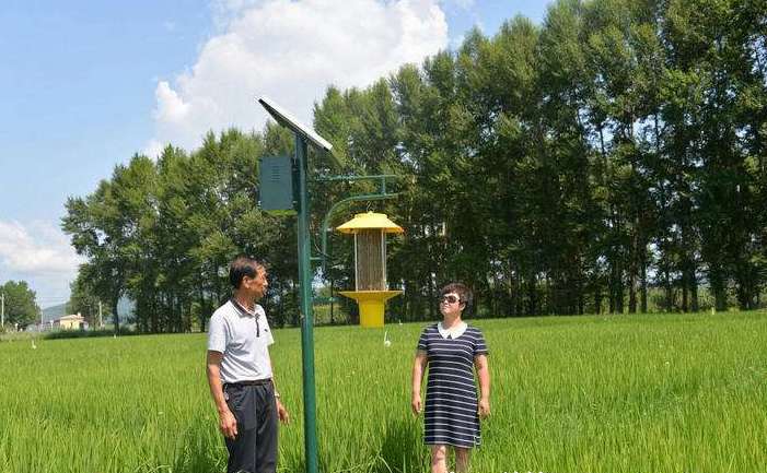 油菜黄锈病用什么药,黄曲条跳甲叶菜害虫图片