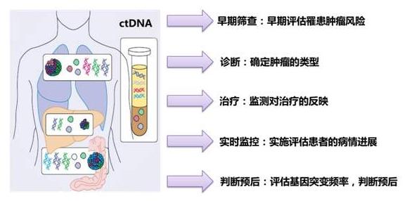 肺癌肿瘤dna检测,循环肿瘤dna最新研究进展