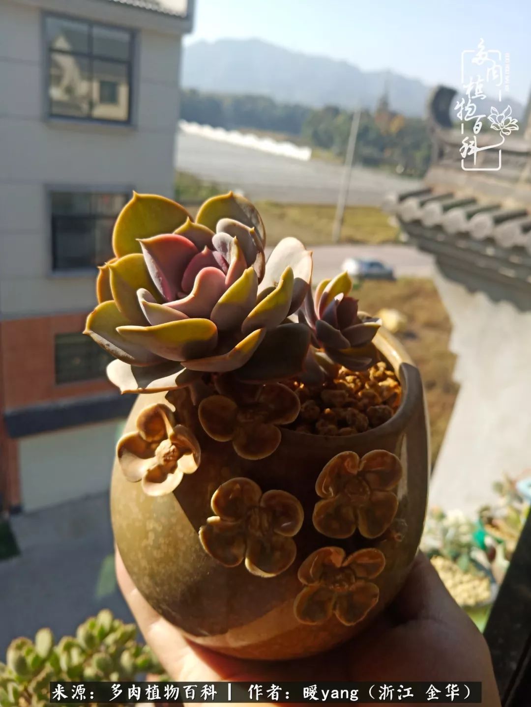 养多肉是业余的纯粹是爱好,每晚7点教您快速入门养多肉