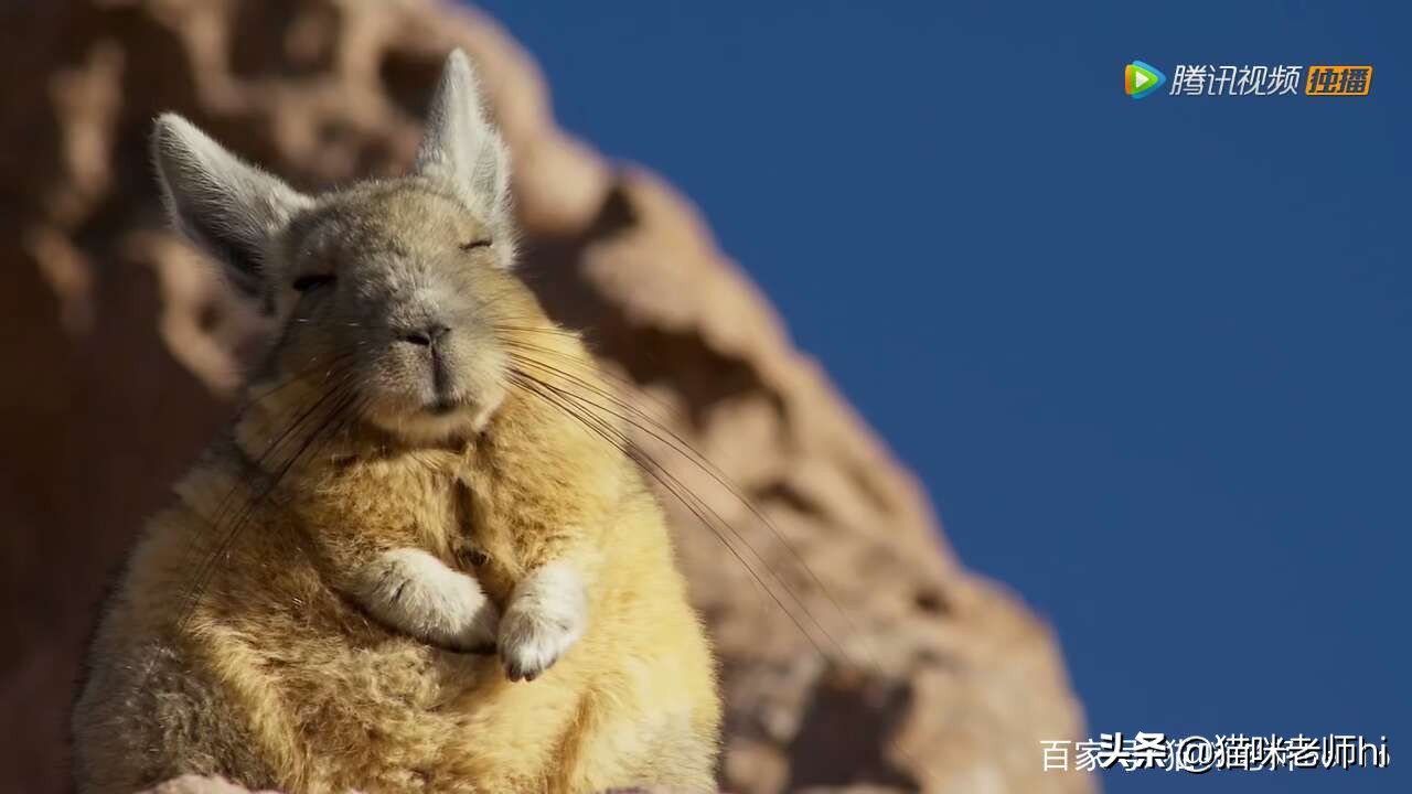 这种动物，你讲出它的名称，你是我尊敬优秀的粉丝