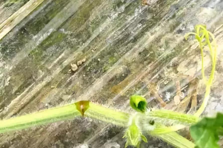 西瓜裂蔓会自愈吗,西瓜裂蔓可以用百菌清灌根吗