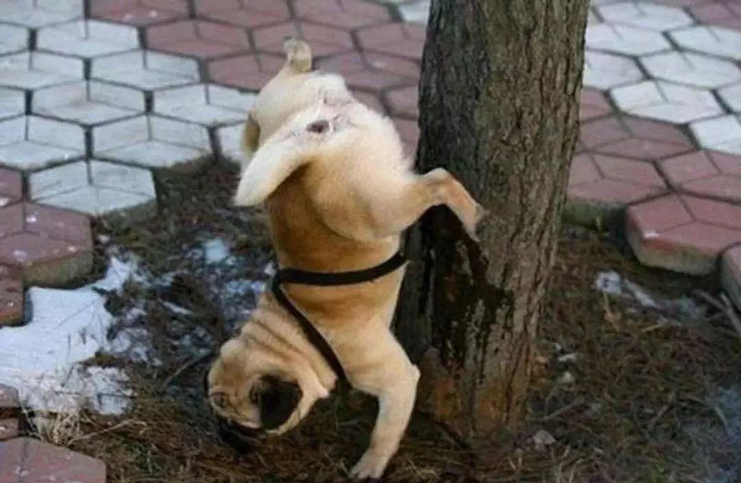 绝育猫咪乱尿的原因和处理方法,绝育之后还是乱尿怎么办