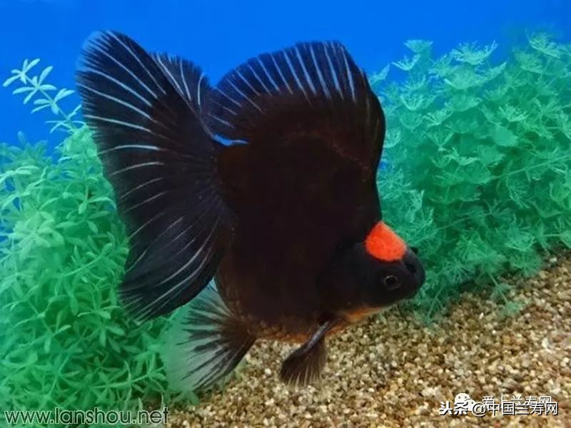 十大最稀有的金鱼品种,比较大的金鱼品种有哪些