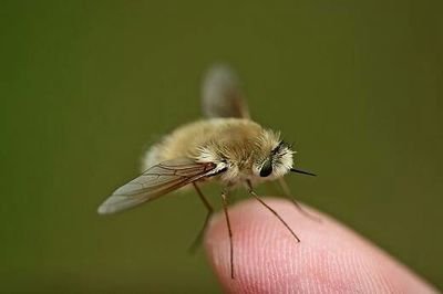 被行走的小猕猴桃安蜂虻寄生后就完蛋了,能活下来算我输