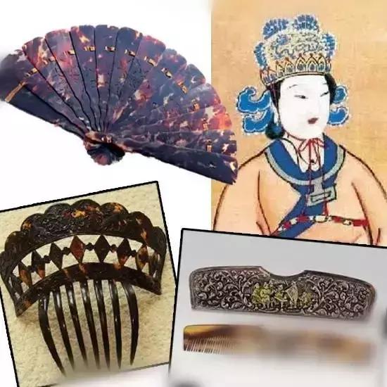 玳瑁海底软黄金,黄金玳瑁