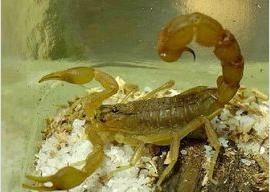 五毒之首蝎子到底有多强,五毒大蝎子有哪几种