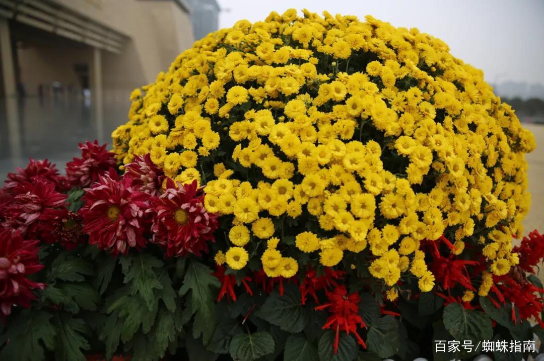 重阳节赏菊正当时，推荐国内这9个地方的赏菊好去处，沉浸式赏花